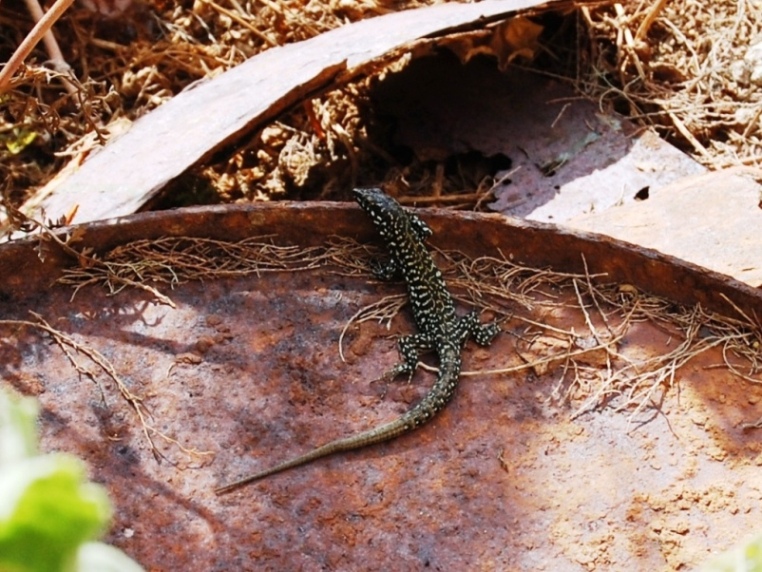 Podarcis filfolensis laurentiimuelleri